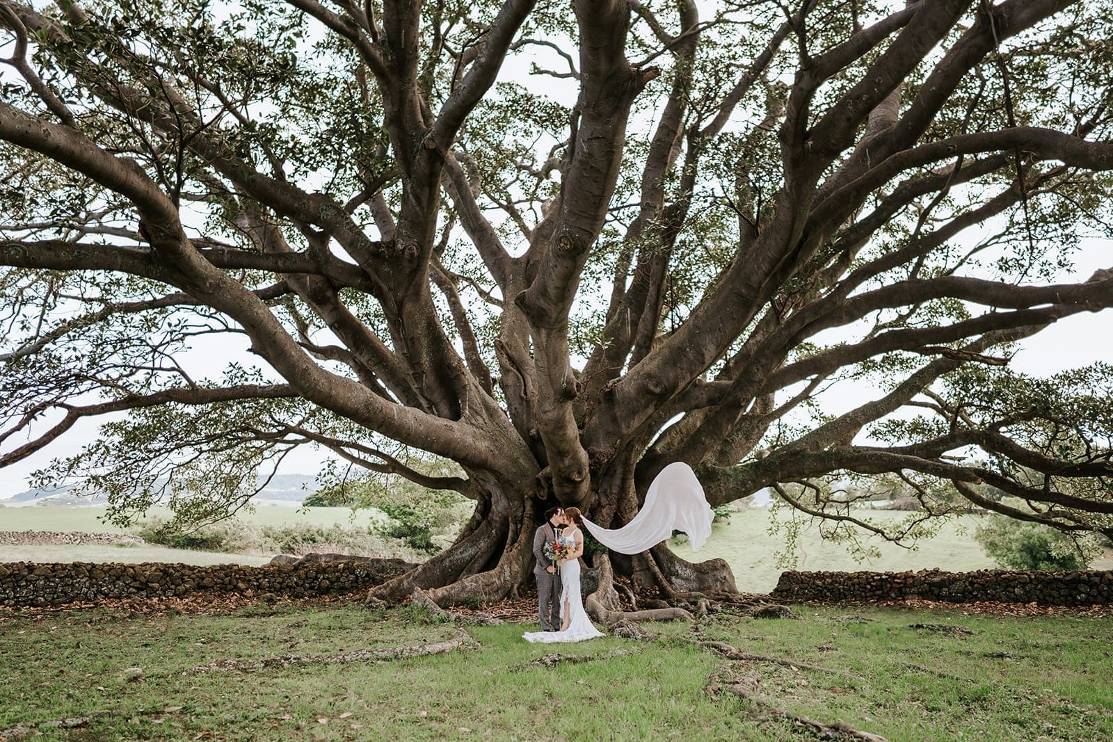 Jesse and Evie sharing a kiss beneath a large fig tree, with Evie’s veil caught in the breeze